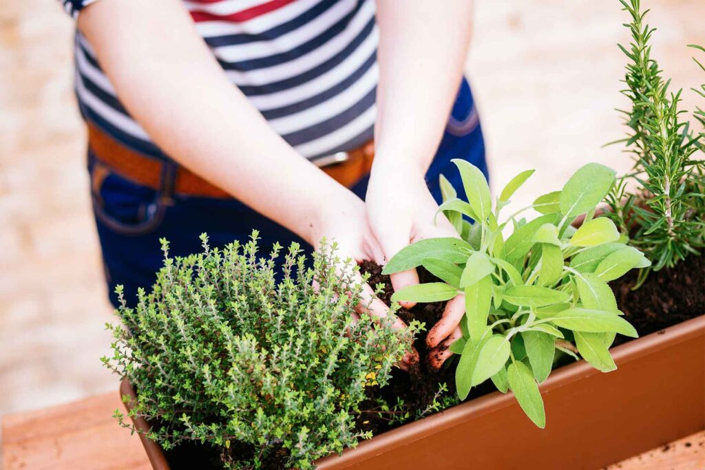 App Gratuito Transforma Jardinagem e Cultivo